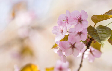Banner. Cherry blossoms in Moscow. Wallpaper spring, nature. Japanese cherry blossoms in the garden. Blossoming buds on the branches of a tree in the Japanese garden in the arboretum. 