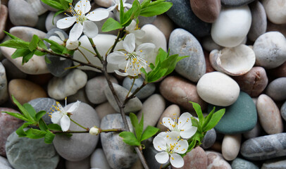 Fototapeta premium Closeup Shot Of Thin Blossoming Cherry Tree Branch On A Smooth Pebbles 