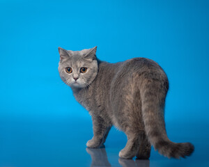 gray cat on blue background