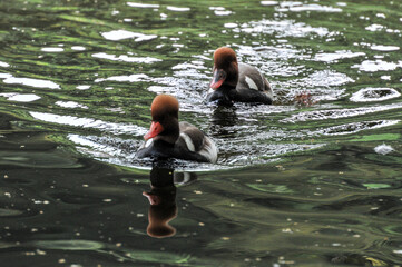 pochard  （The red headed diving duck-Aythya ferina） in the pond was photographed at the Changsha Ecological Zoo in China.