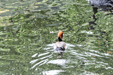 pochard  （The red headed diving duck-Aythya ferina） in the pond was photographed at the Changsha Ecological Zoo in China.