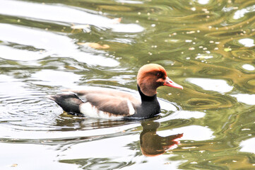 pochard  （The red headed diving duck-Aythya ferina） in the pond was photographed at the Changsha Ecological Zoo in China.