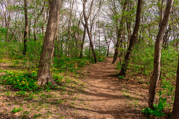 Fototapeta premium Path among yellow flowers in the forest. Chylomecon. Endemic of the Far East. It occurs wild in East Asia: in the far east of Russia; in Korea, northeast China, and the Japanese islands.