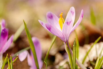 Purple beautiful blooming crocuses in spring against the background of grass