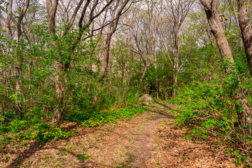 Naklejka na ściany i meble Path among yellow flowers in the forest. Chylomecon. Endemic of the Far East. It occurs wild in East Asia: in the far east of Russia; in Korea, northeast China, and the Japanese islands.