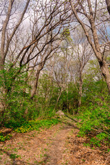 Path among yellow flowers in the forest. Chylomecon. Endemic of the Far East. It occurs wild in East Asia: in the far east of Russia; in Korea, northeast China, and the Japanese islands.