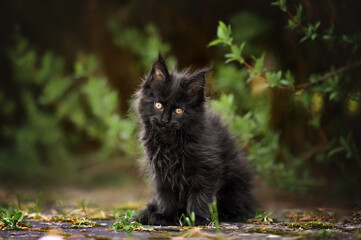 Naklejka na ściany i meble beautiful black maine coon kitten sitting outdoors