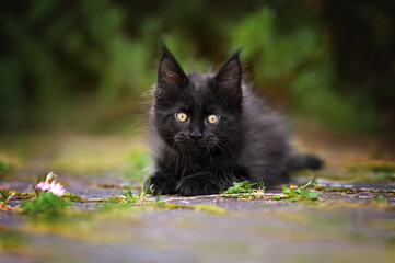 Naklejka na ściany i meble black maine coon kitten lying down outdoors in summer
