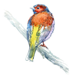 Watercolor illustration of small forest bird common chaffinch