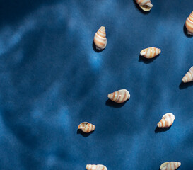 Seashells with underwater shadows on the blue background top view. Copy space