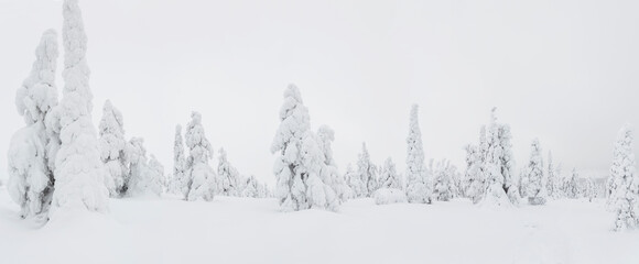 Winter in Riisitunturi National Park, Lapland, Finland - obrazy, fototapety, plakaty
