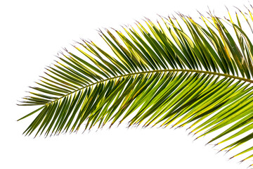 Feuille de palmier dattier sur fond blanc