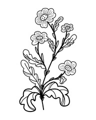 Daisies. Black doodle illustration. Element for design