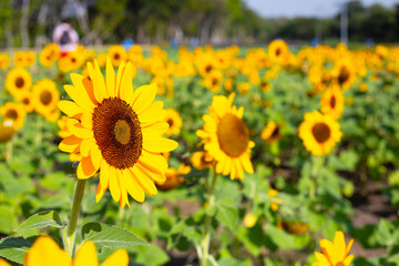 Sunflower field, Beautiful summer landscape.