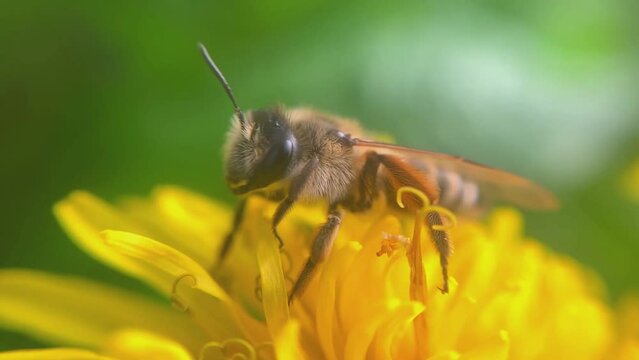 A bee on a dendelion taikes off