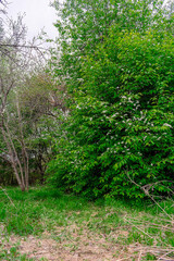 Trees with fresh green vegetation. Trees and bushes near a clearing with spring green grass.
