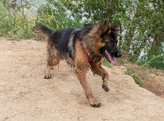 A pedigreed German Shepherd after having a bath.