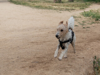 A dog running and playing. It is a black and white Fox Terrier