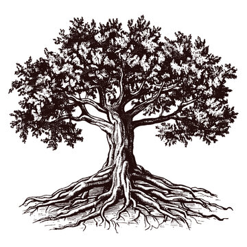 Sketch Tree With Roots On Old Grunge Paper Royalty Free SVG, Cliparts,  Vectors, and Stock Illustration. Image 15359547.