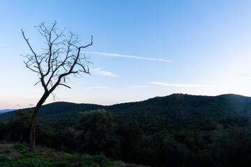 Tree in landscape with clear blue sky and silhouettes of mountains