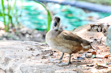 Female  pochard/ red headed diving duck in a pond, photographed at the Changsha Ecological Zoo in China.