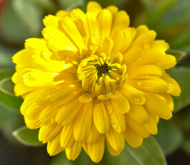 Calendula officinalis