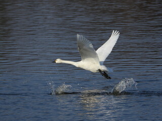 仙台市大沼の白鳥
