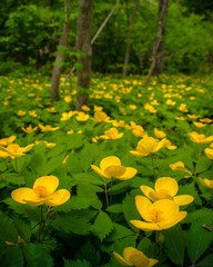 Glade of yellow flowers in the forest. Chylomecon. Endemic of the Far East. It occurs wild in East Asia: in the far east of Russia; in Korea, northeast China, and the Japanese islands. 