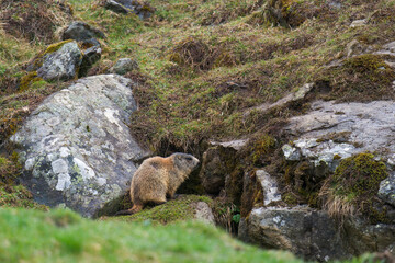 a marmot to his cave on the mountains at a rainy spring morning after hibernation