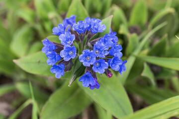 Fototapeta premium Little blue flowers on the background of green grass