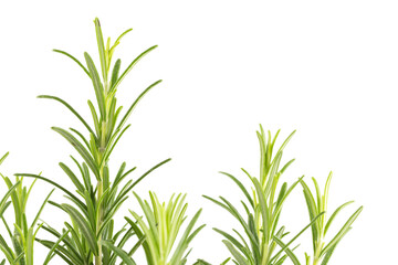 Branches of rosemary on a white background