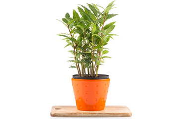 Small laurel tree in flower pot