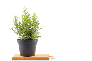 rosemary inside a black pot