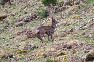 a roebuck, capreolus capreolus, in winter fur on the mountains at a  spring morning