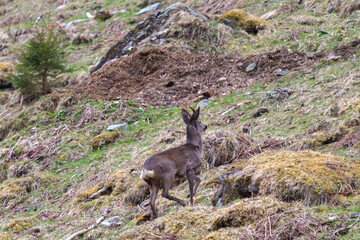 a roebuck, capreolus capreolus, in winter fur on the mountains at a  spring morning