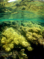 marine life on a reef in the crystal clear waters of the caribbean sea