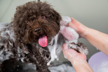 Woman shampooing brown mini poodle in grooming salon. 