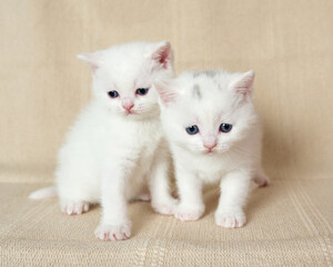 kitte british shorthair