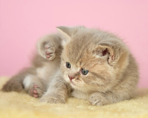 kitte with blue eyes