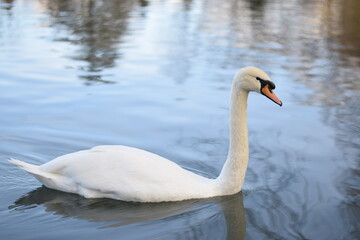 Cisne