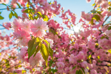 Amazing blooming sakura background.