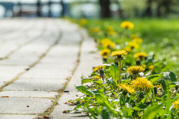 Blooming dandelion flowers on the roadside
