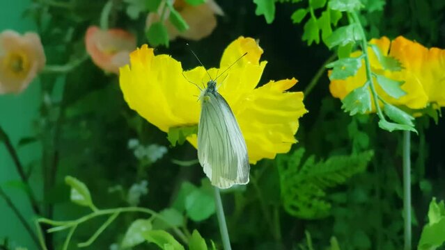 Closeup Of Green-veined White Butterfly Perching On Yellow Flower In Bloom.