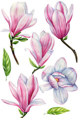 Magnolia on a white background, watercolor painting, floral elements. Spring set of beautiful flowers. 