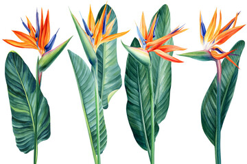 Exotic flower, palm leaves. Watercolor set with bird of Paradise tropical flowers on white background. Floral design.