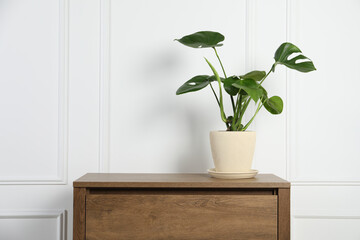 Potted monstera on wooden table near white wall, space for text. Beautiful houseplant