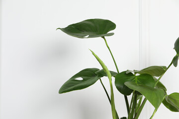 Beautiful monstera near white wall, closeup with space for text. Leafy houseplant