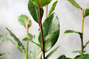 Bay tree with green leaves growing on light grey background, closeup