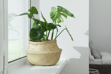 Beautiful potted monstera plant growing on windowsill indoors. Space for text