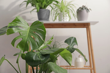 Beautiful green houseplant indoors, space for text